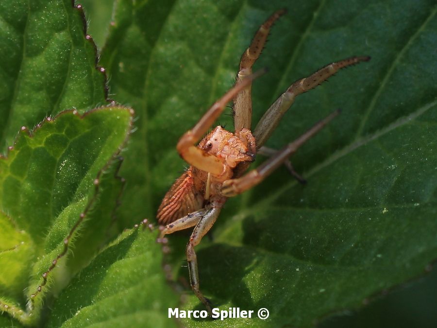 Xysticus sp. - Milano (MI)